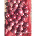 Export New Crop Good Quality Competitive 3-5cm Red Onion